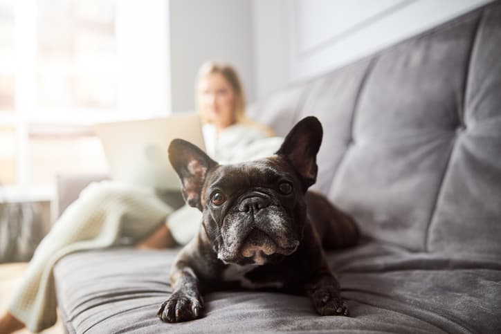Dog staring into camera