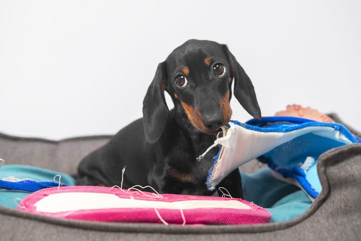 Naughty dachshund puppy