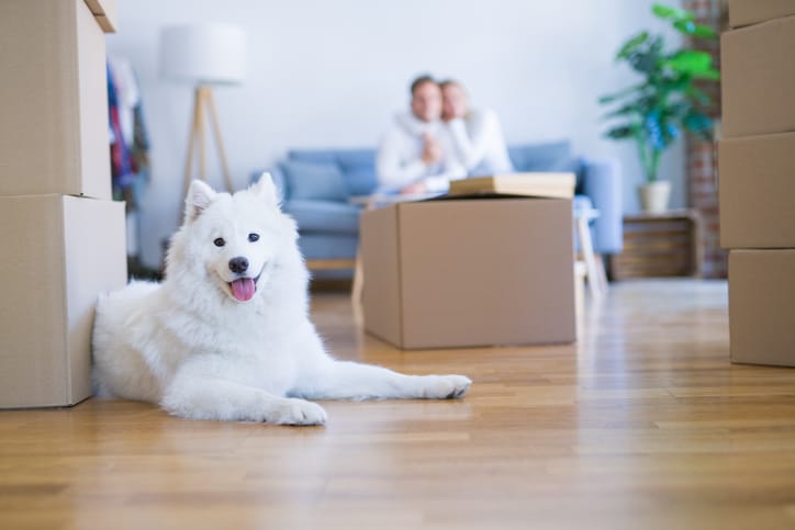 Young beautiful couple with dog