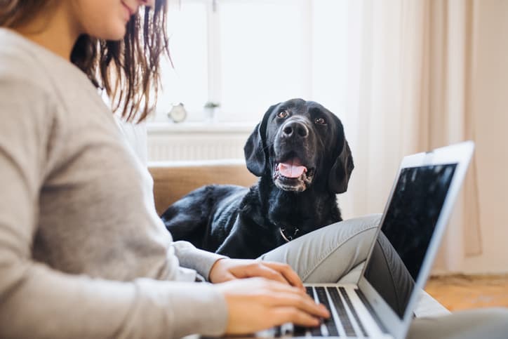 dog sitting on a sofa indoors