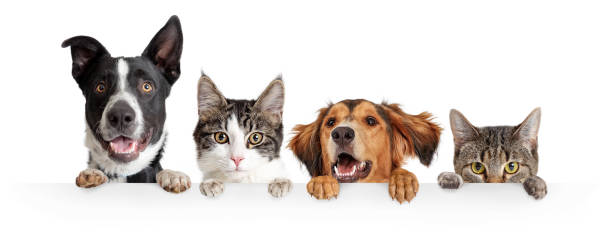 pet-friendly rental