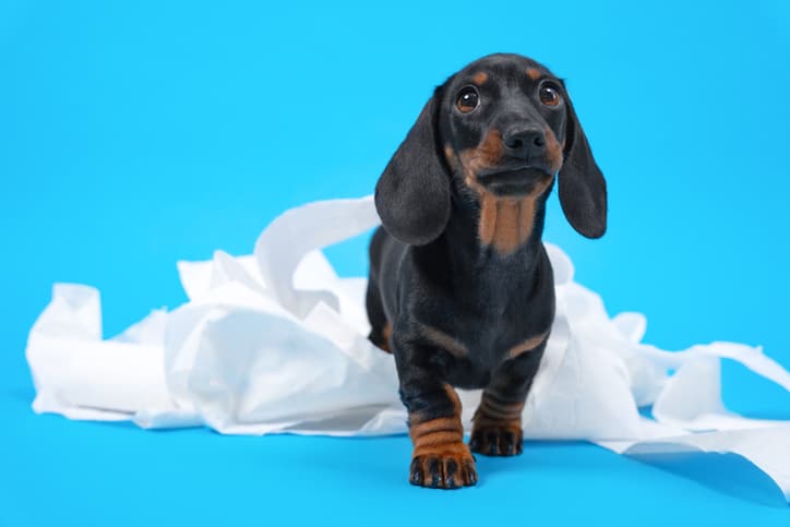 puppy blue background